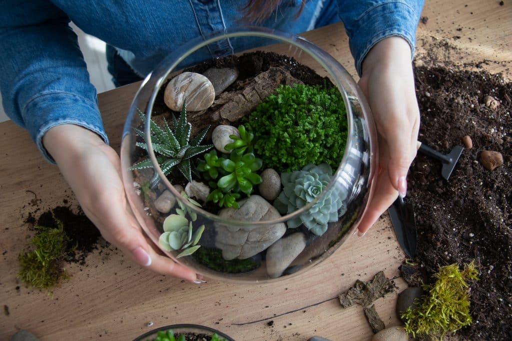 the,woman,is,transplanting,succulent,in,a,glass,vase,on