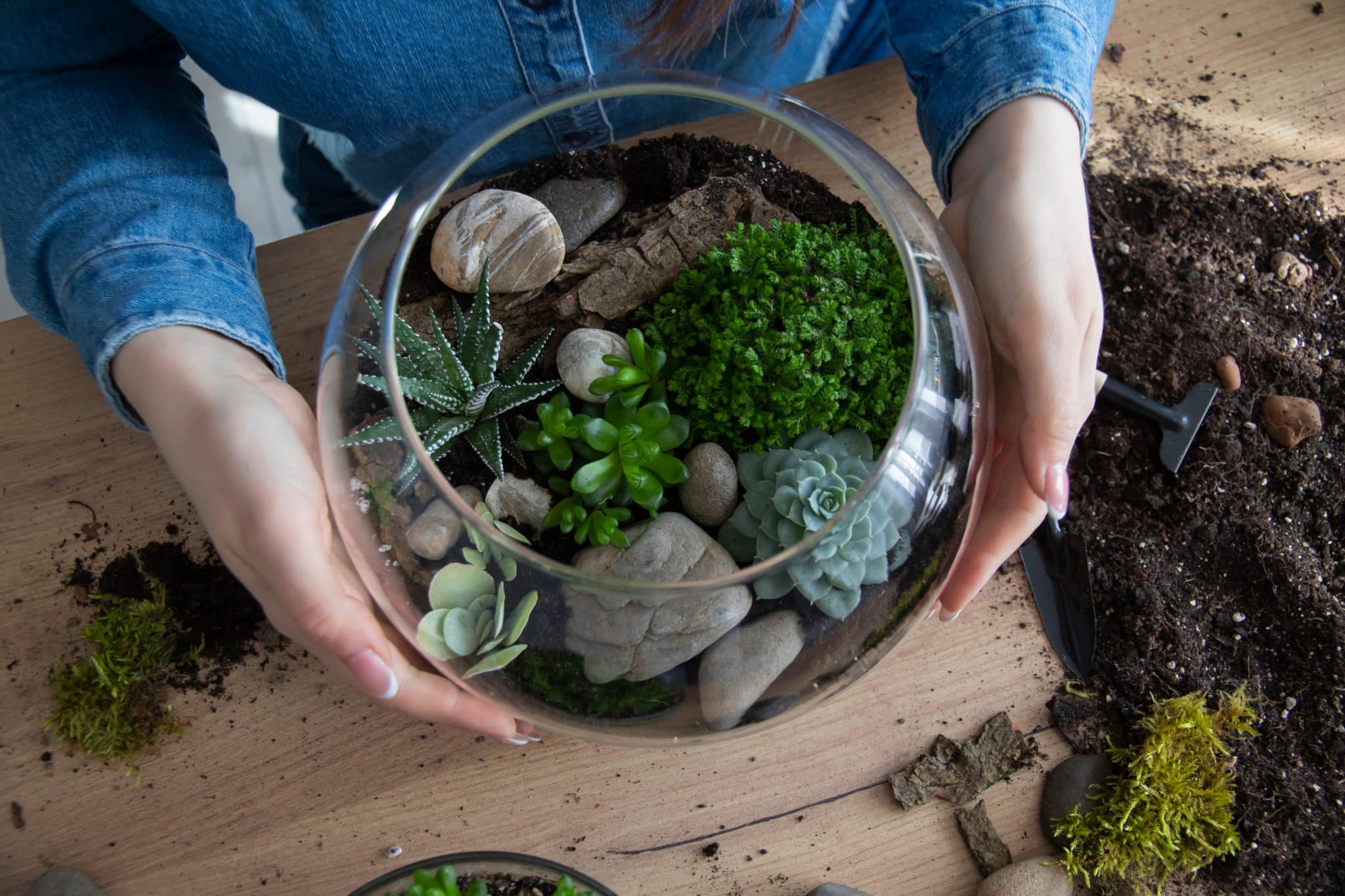 Lire la suite à propos de l’article Comment faire un terrarium ?