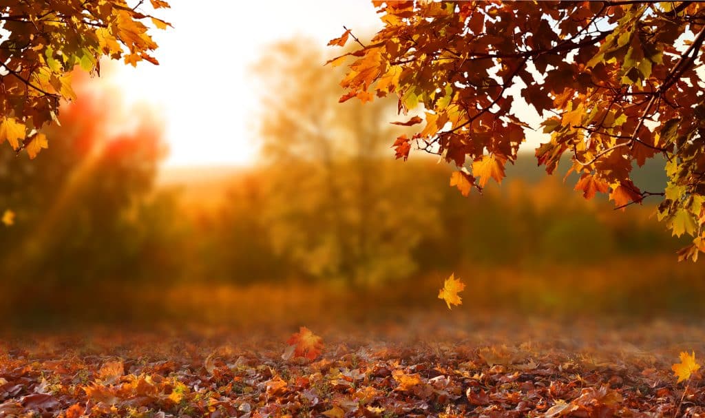 beautiful,autumn,landscape,with,yellow,trees,and,sun.,colorful,foliage