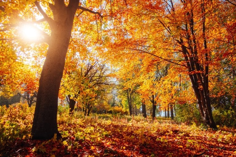 beech,forest,with,bright,yellow,leaves,on,a,fairytale,autumn