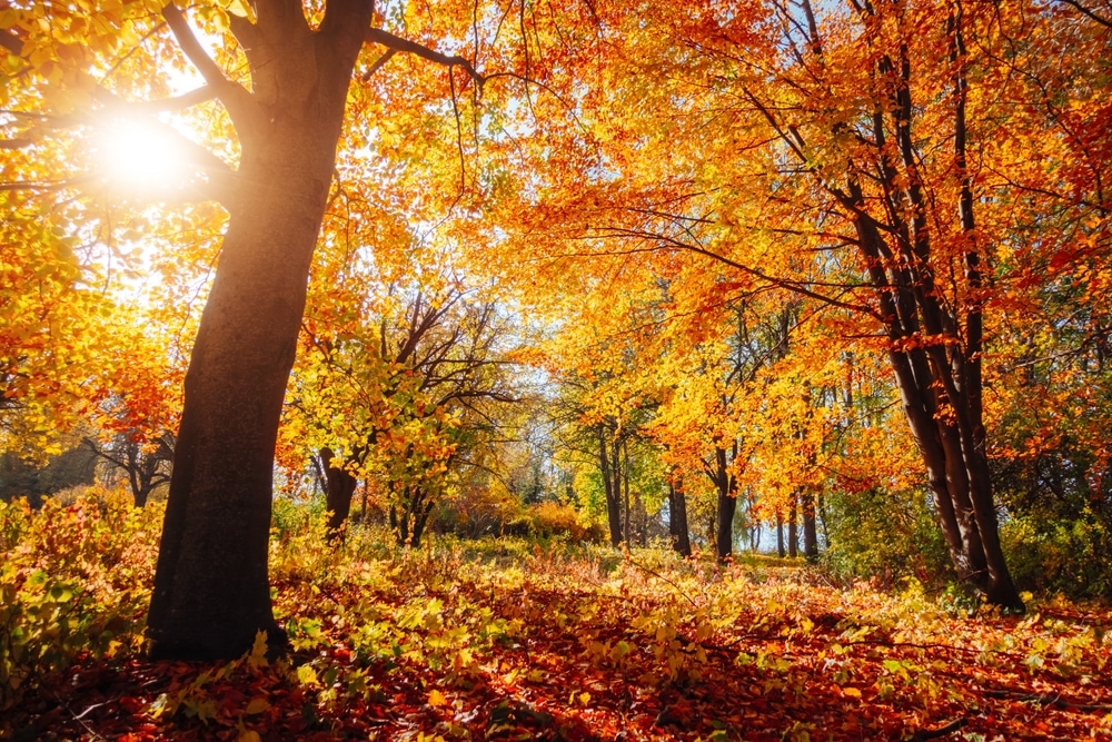 Lire la suite à propos de l’article Se préparer à l&rsquo;arrivée de l&rsquo;automne