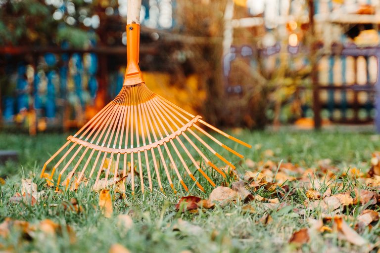 raking,fall,leaves,on,lawn,with,rake,in,the,yard