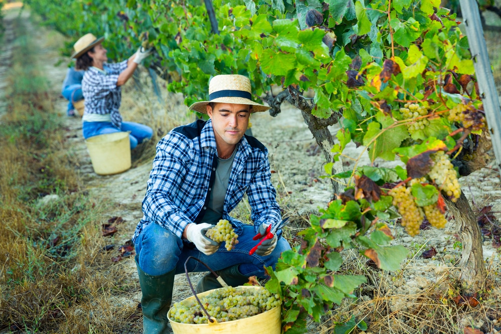 young,confident,male,farmer,harvesting,ripe,bunches,of,white,grapes